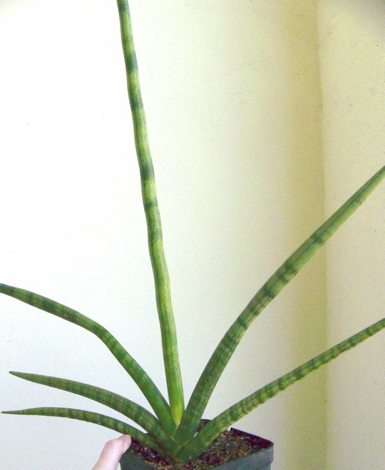 Sansevieria Cylindrica
